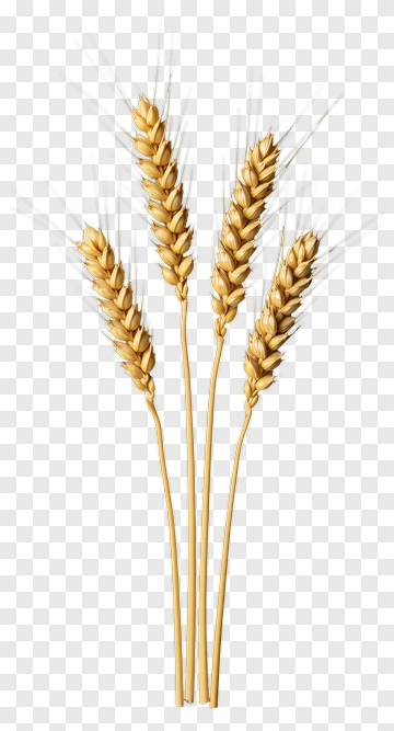 Golden Wheat Stalks PNG