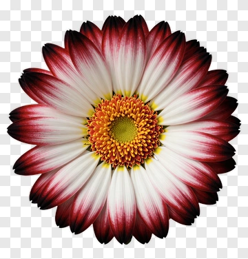 Colorful Flower With Red And White Petals PNG