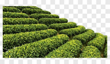 Green Tea Plantation Rows PNG