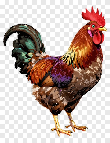 Colorful Rooster PNG