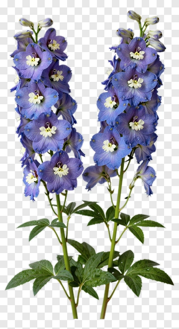 Delphinium Flower PNG