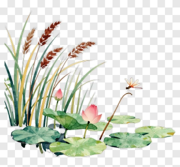 Watercolor Lily Pads With Lotus Flowers And Grass PNG