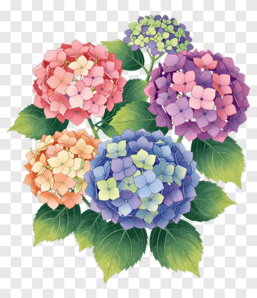 Colorful Hydrangea Bouquet PNG