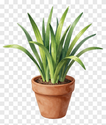 Potted Green Plant PNG