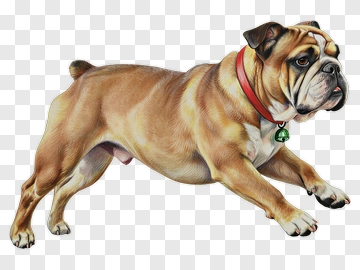 Bulldog Running PNG
