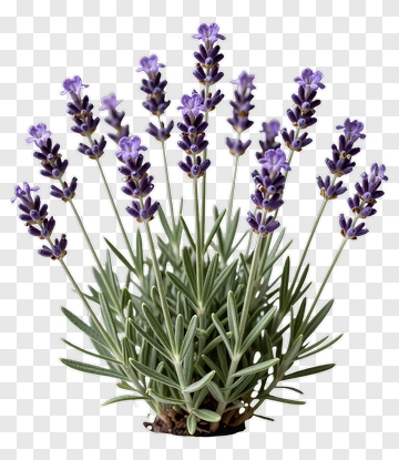 Lavender Plant With Purple Flowers PNG