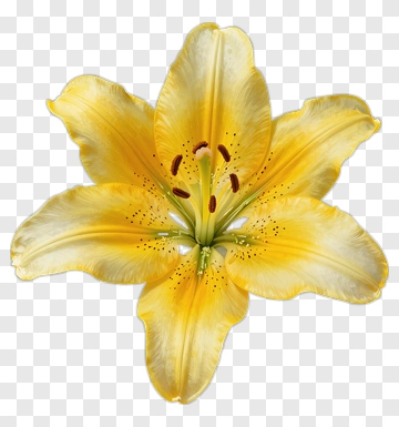 Yellow Lily Flower PNG