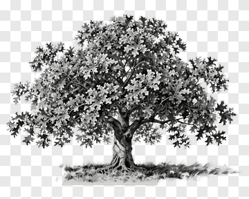 Black And White Tree PNG