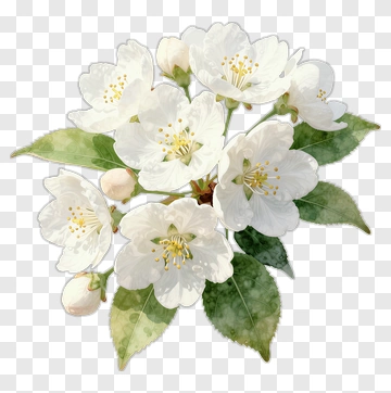 Watercolor White Flower Bouquet PNG