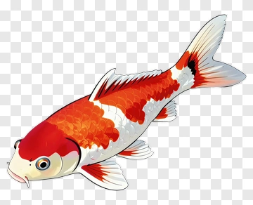 Colorful Koi Fish PNG