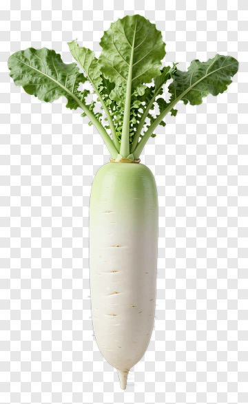 Fresh Daikon Radish With Green Leaves PNG
