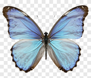 Blue Butterfly With Open Wings PNG