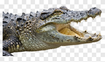 Crocodile With Mouth Open PNG