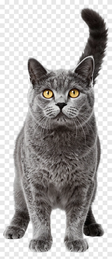 Gray Cat With Yellow Eyes PNG