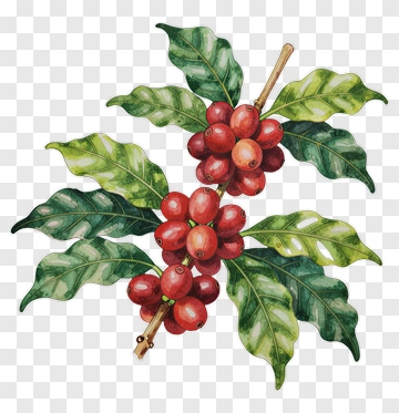 Coffee Plant With Red Berries And Green Leaves PNG