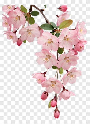 Pink Cherry Blossom Branch PNG