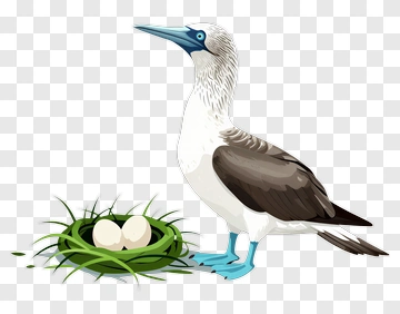 Blue-Footed Booby With Eggs In Nest PNG