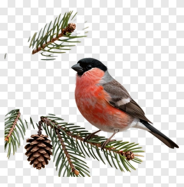 Bullfinch Bird Perched On Pine Branch PNG