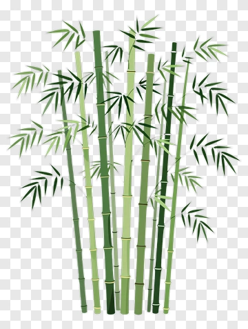 Bamboo Plant PNG