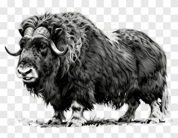 Musk Ox In Black And White PNG