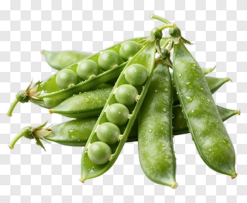Fresh Green Peas In Pods PNG