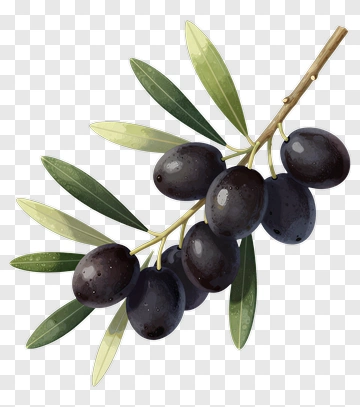 Olive Branch With Black Olives PNG