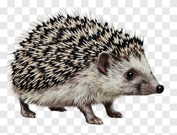 Realistic Hedgehog PNG