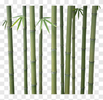 Bamboo Stalks PNG