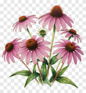 Colorful Echinacea Flowers PNG