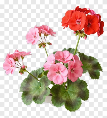 Colorful Geranium Flower Bouquet PNG