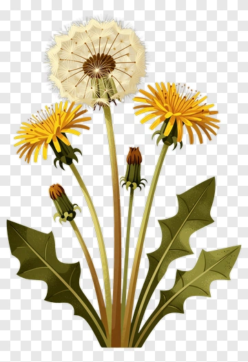 Dandelion Flower Bouquet PNG