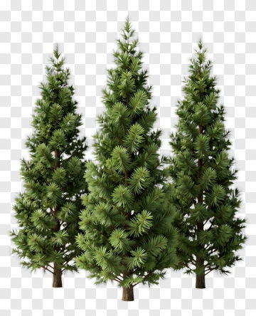 Pine Trees In A Group PNG