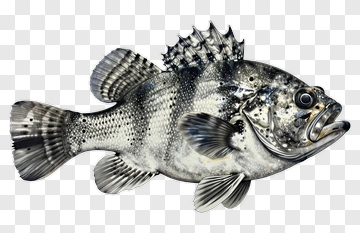 Realistic Black Fish With Spines PNG