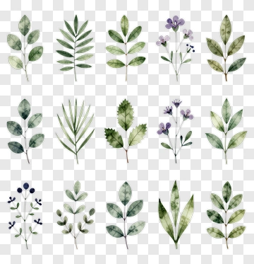 Watercolor Botanical Leaves And Flowers Collection PNG