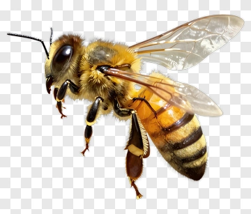 Realistic Honey Bee PNG