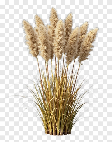 Pampas Grass Arrangement PNG