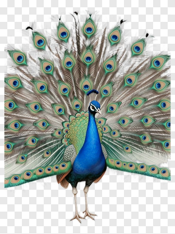 Colorful Peacock Displaying Its Feathers PNG