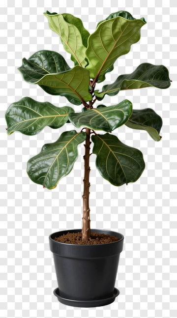 Fiddle Leaf Fig Plant In A Pot PNG