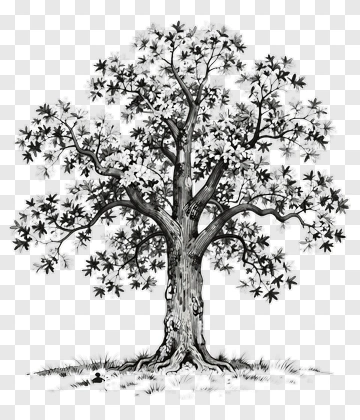 Black And White Tree PNG