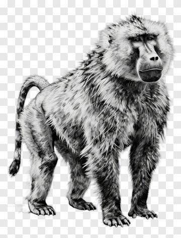 Realistic Baboon Standing Proudly PNG