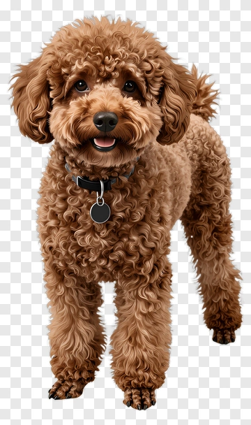 Curly Brown Dog PNG