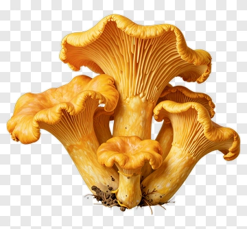 Chanterelle Mushrooms PNG