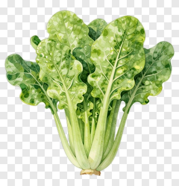 Fresh Green Leafy Vegetable PNG