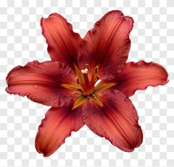 Red Lily Flower PNG