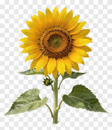 Sunflower With Green Leaves PNG