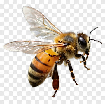 Realistic Honey Bee PNG