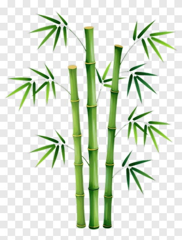 Bamboo Plant PNG