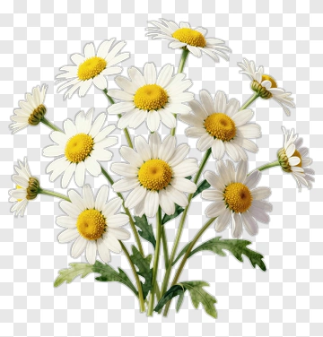 Flower Bouquet Of White Daisies PNG