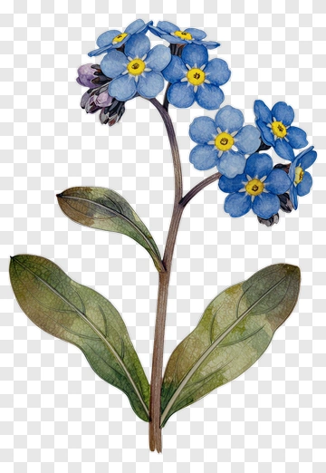 Watercolor Blue Flower With Green Leaves PNG