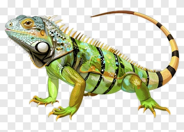 Colorful Iguana With Detailed Patterns PNG